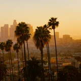 Palm trees and the Los Angeles skyline in golden evening light